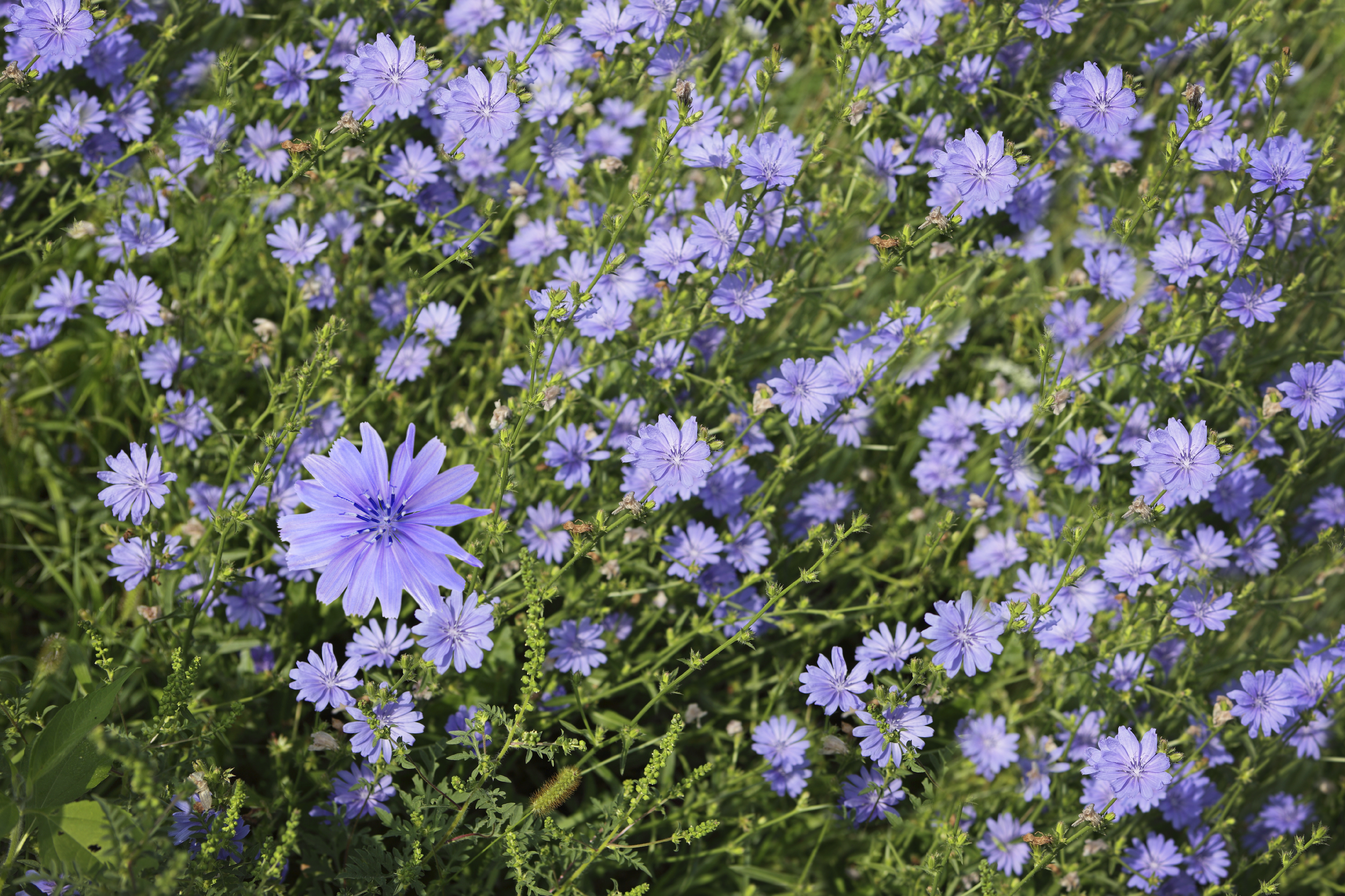 Blue cichorium chicory wild flowers on the field