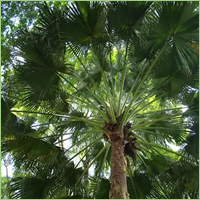 Carnauba