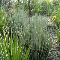 Cera de Candelilla