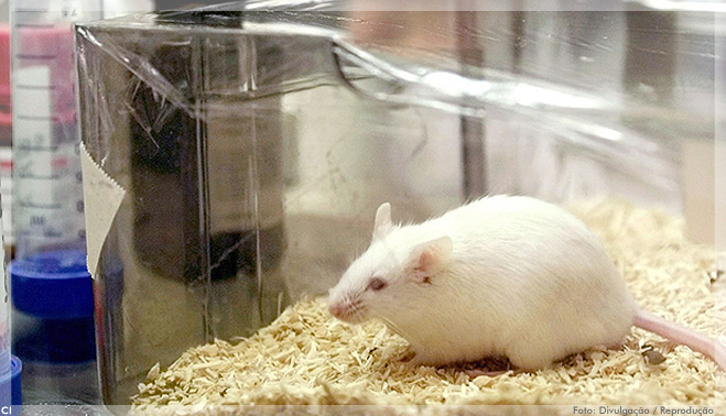 Simpósio conclui que legislação trava alternativas aos testes em animais