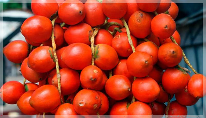 Pesquisadoras da Colômbia desenvolvem cosméticos com a fruta da pupunha