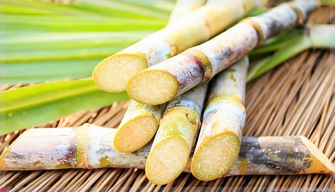 Ingrediente revigorado: Esqualano de alta qualidade, renovável, proveniente de cana de açúcar sustentável