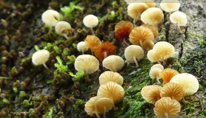 Biodiversidade e serviços ecossistêmicos terão nova avaliação global