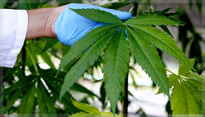Amyris usará fermentação para converter a cana-de-açúcar em ativos da maconha