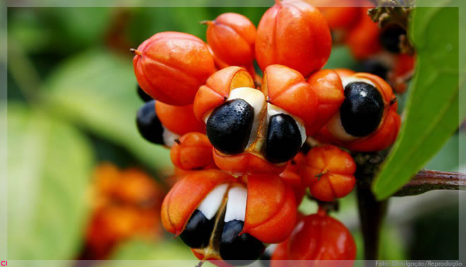 Guaraná e pau-rosa são utilizados em produção de cosméticos