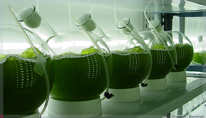 Microalgas podem dar novas cores a produtos cosméticos